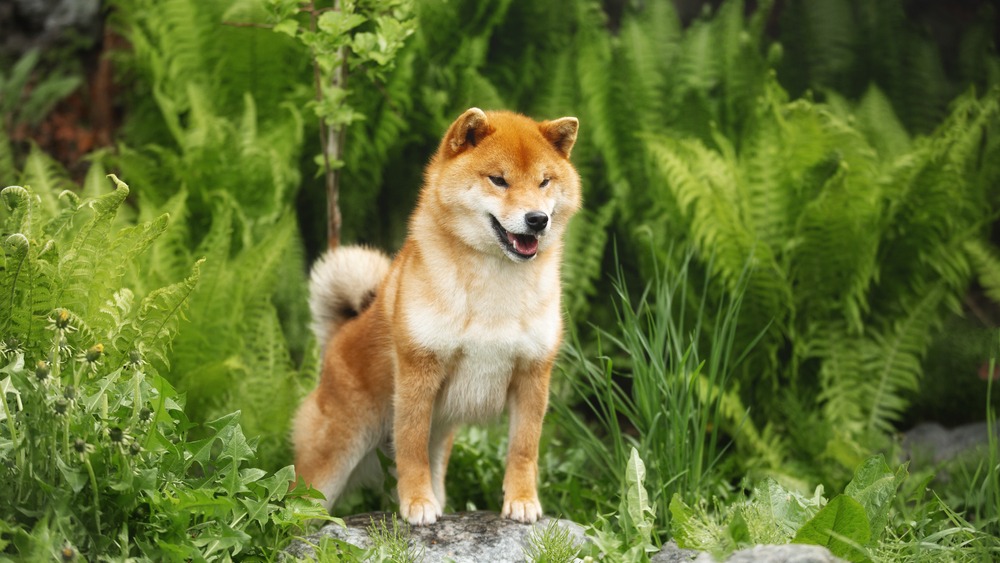 Shiba-inu