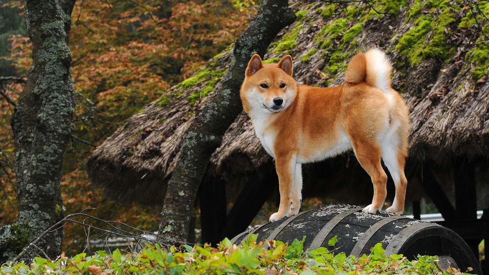 Shiba-inu