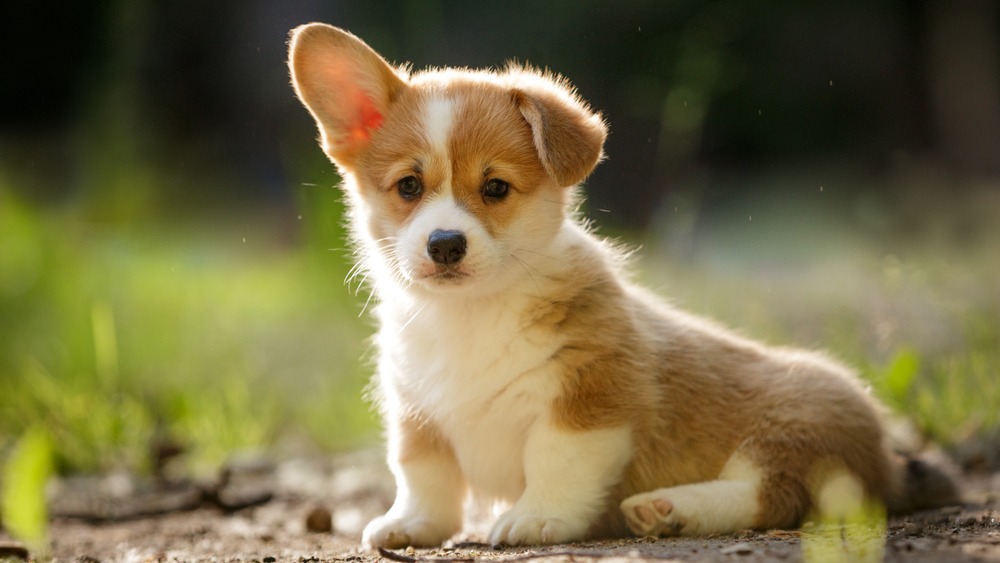 Welsh corgi Pembroke