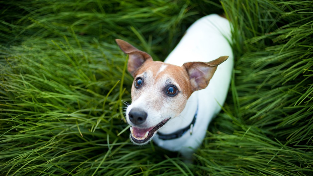 Jack Russel teriér