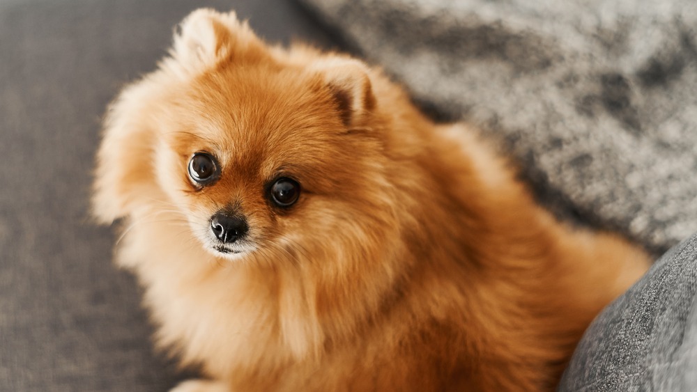 Pomeranian