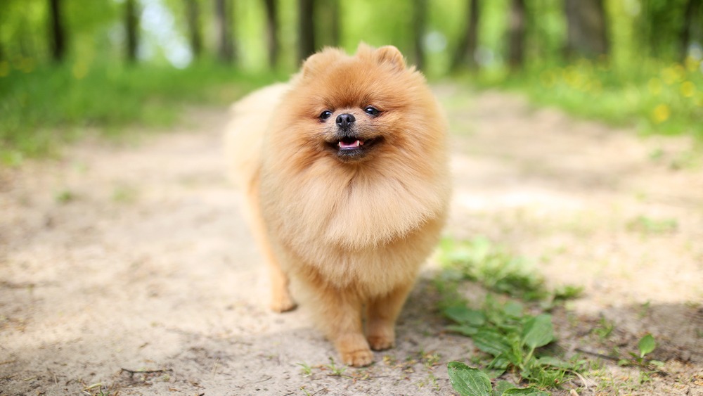 Pomeranian