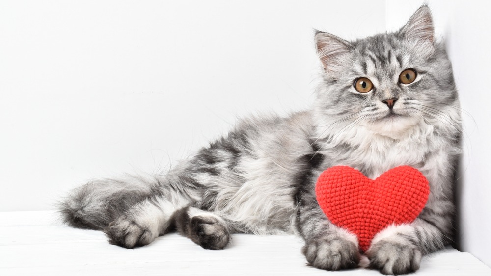 Kočka srdce
