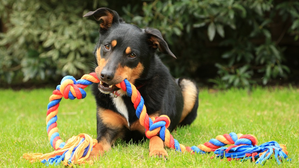 Australská kelpie