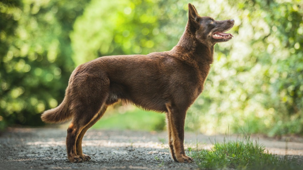 Australská kelpie