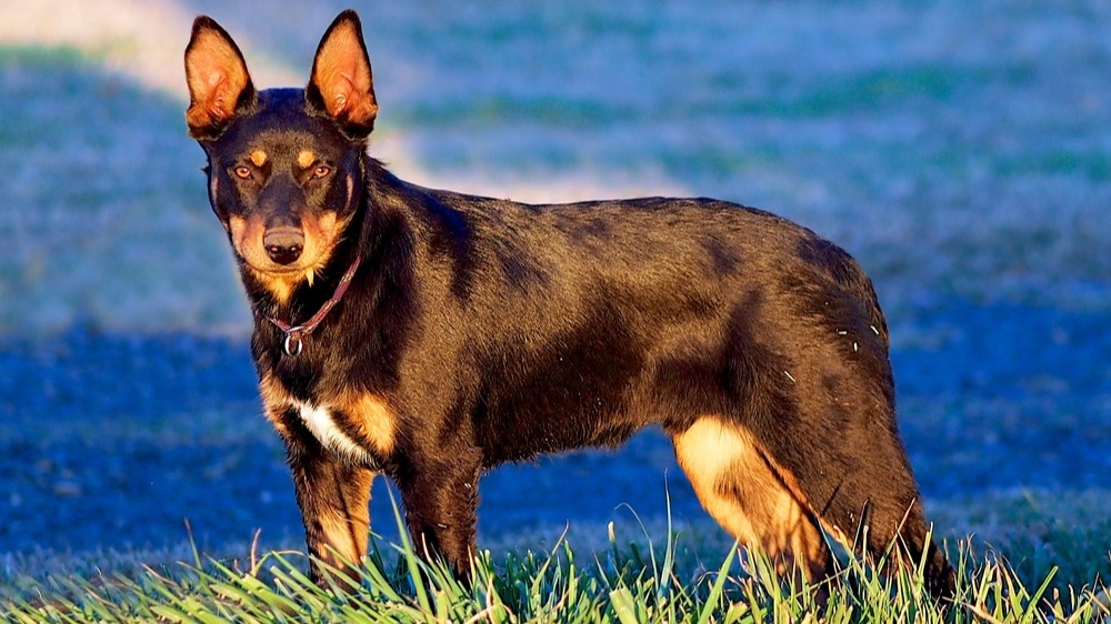 Australská kelpie