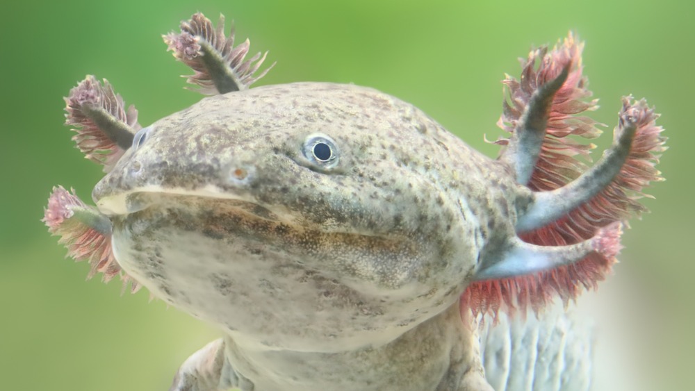 Axolotl