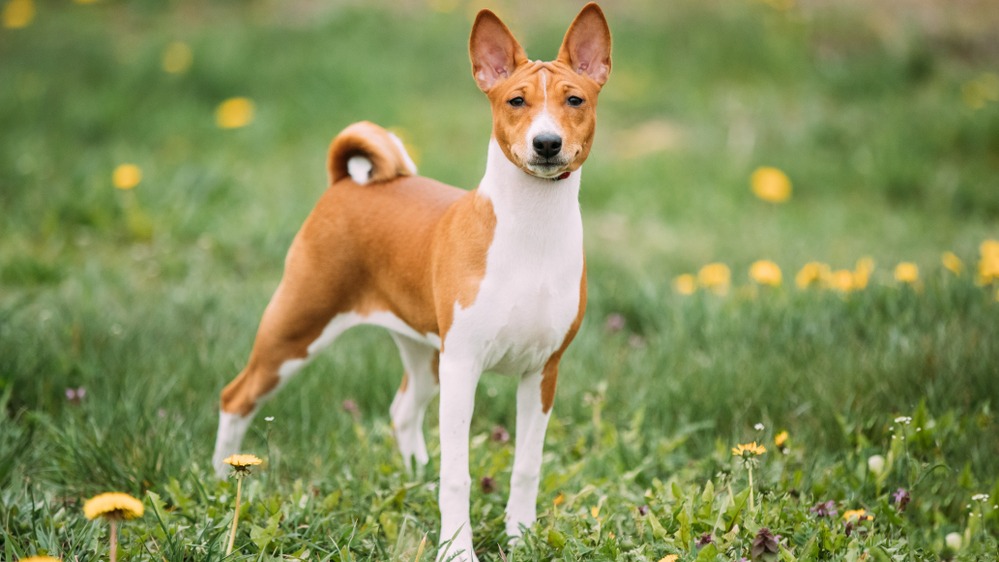 Basenji