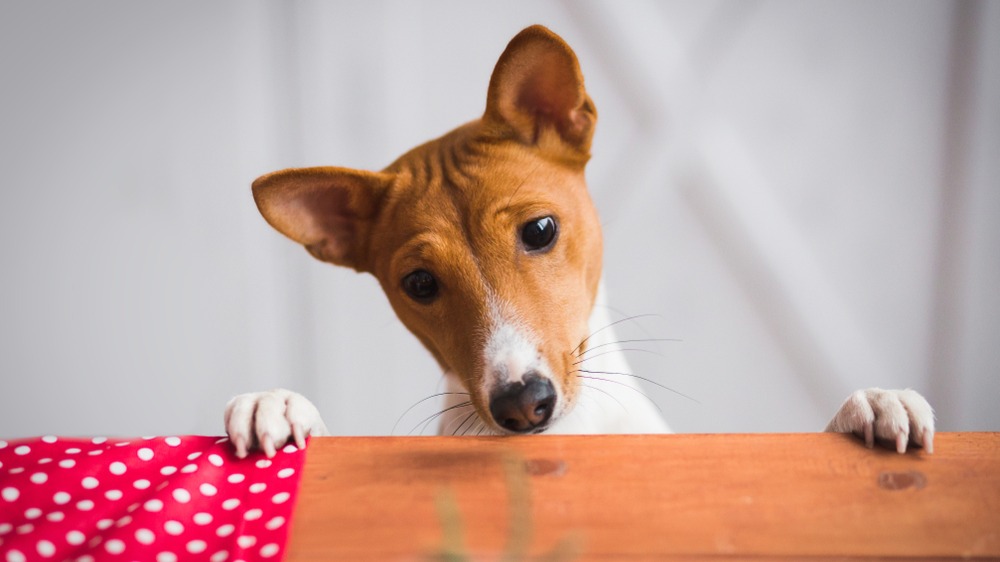 Basenji