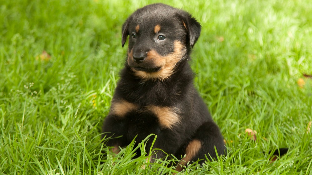 Beauceron