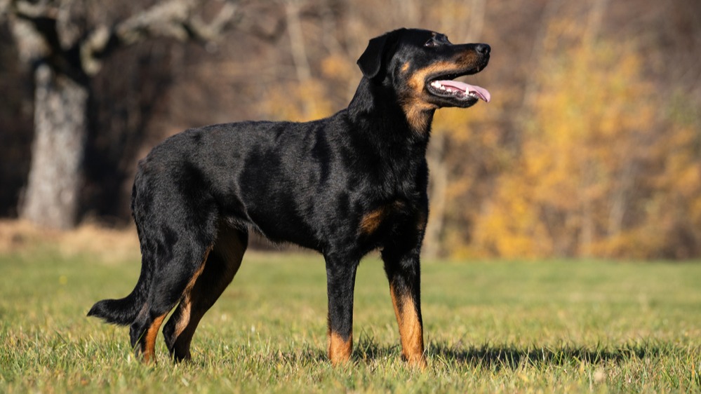 Beauceron