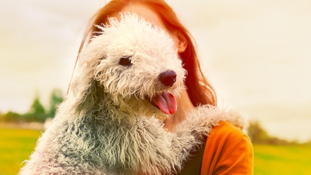 Bedlington teriér