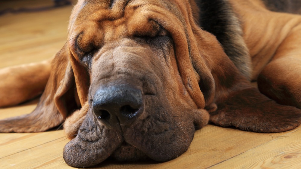 Bloodhound