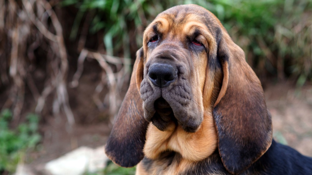 Bloodhound