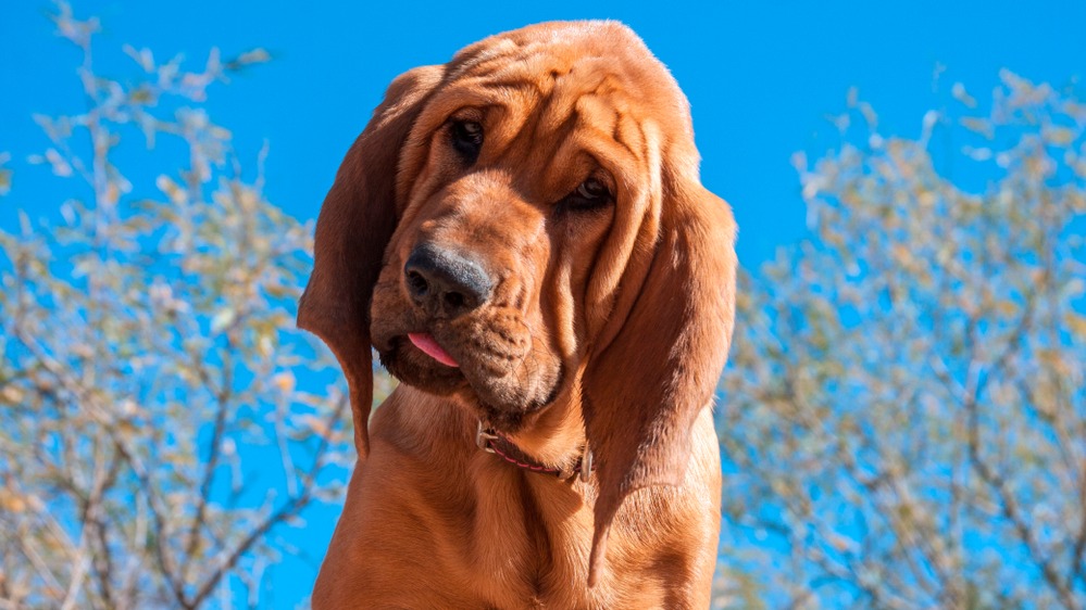 Bloodhound