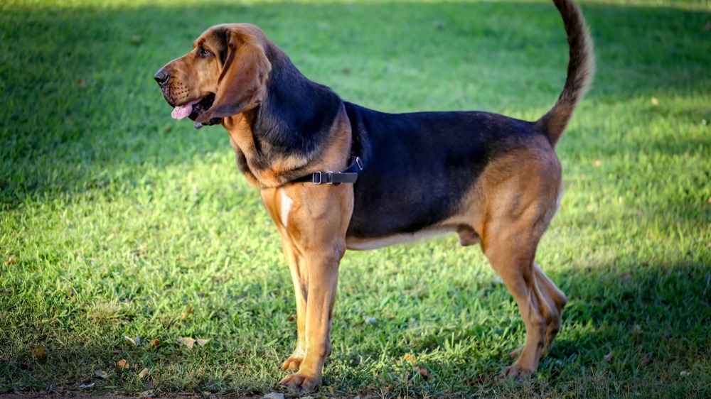 Bloodhound