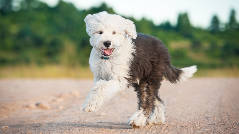 Bobtail