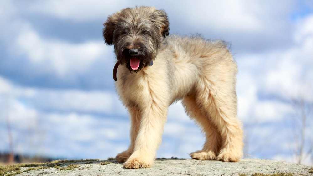 Briard