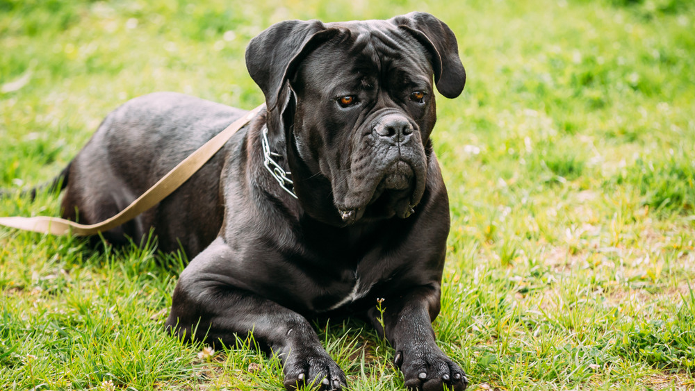 Cane corso