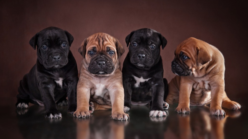 Cane corso