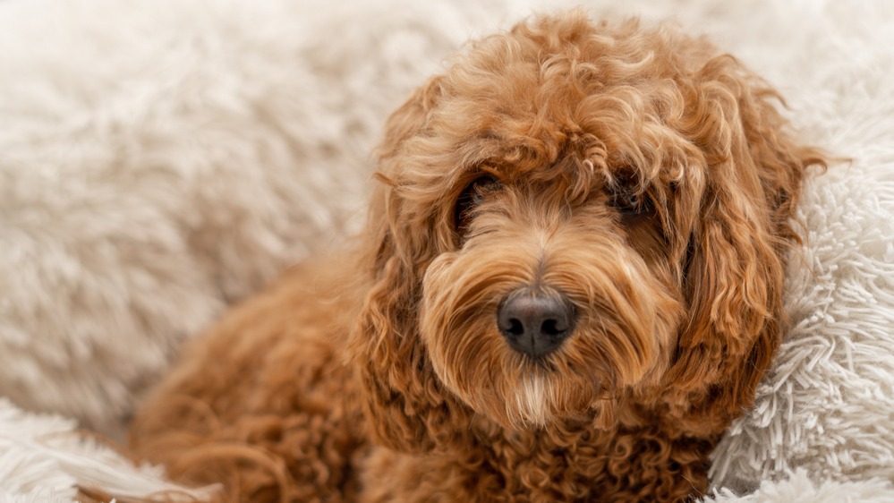 Cavapoo