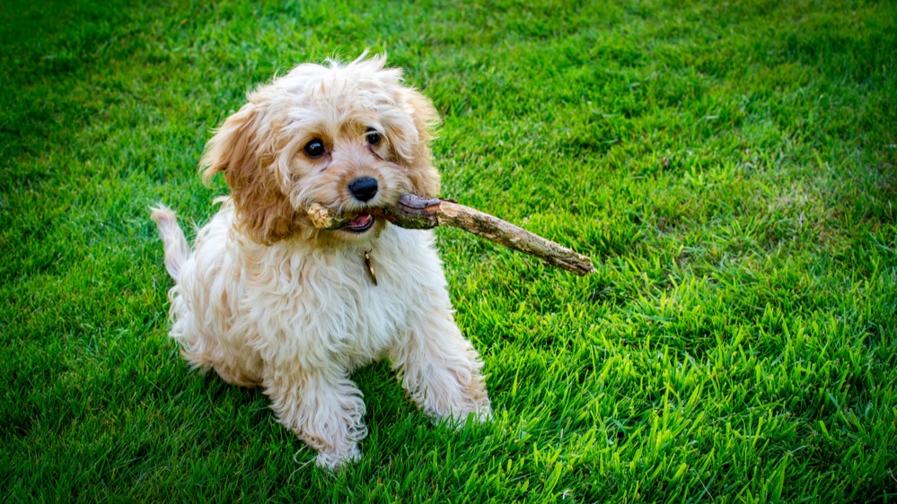 Cavapoo