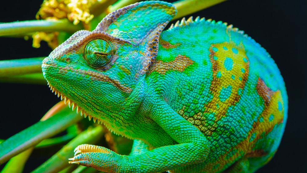 Chameleon