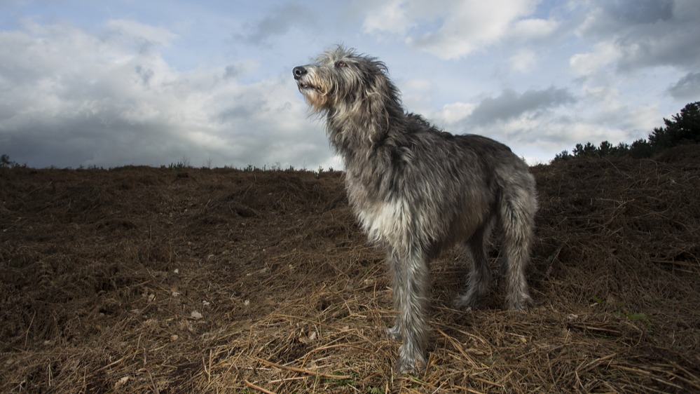 Deerhound
