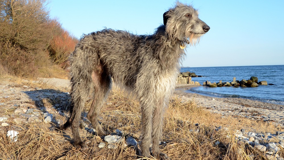 Deerhound