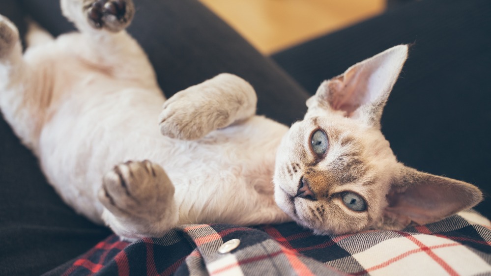 Devon rex