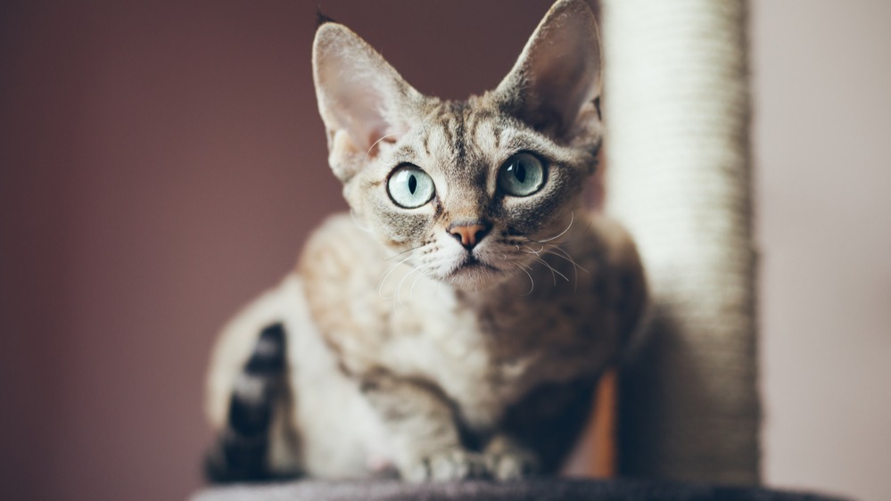 Devon rex