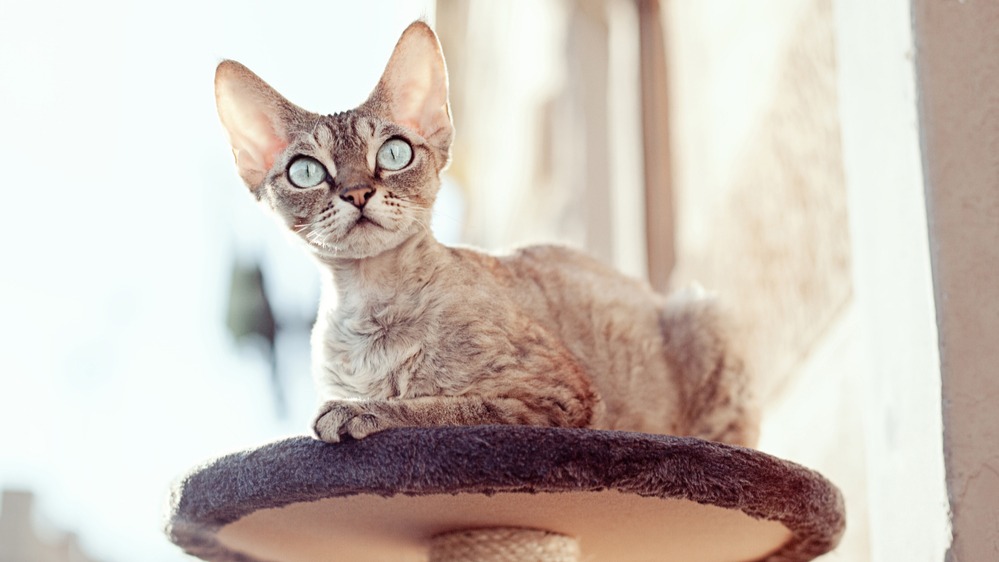 Devon rex