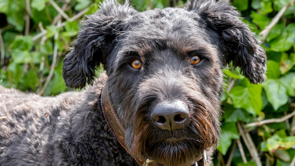 Flanderský bouvier