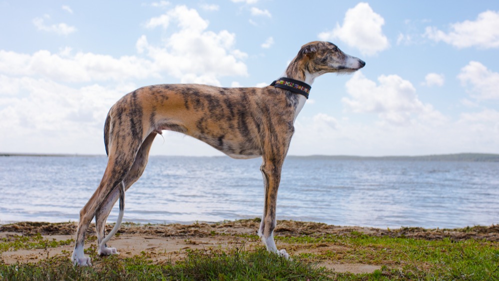 Greyhound