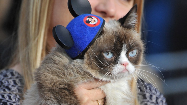 Grumpy cat