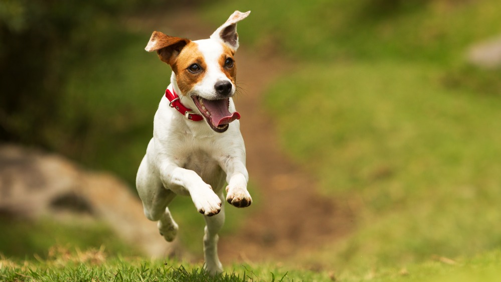 Jack Russel teriér