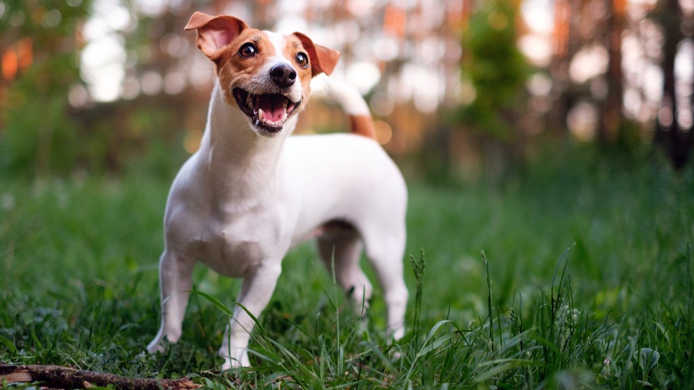 Jack Russel teriér