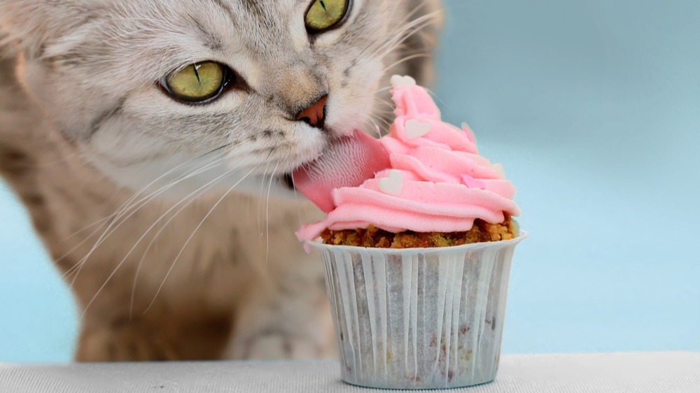 Kočičí dort