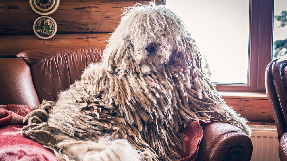 Komondor