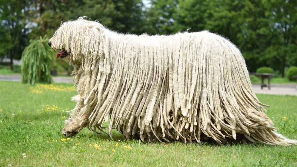 Komondor