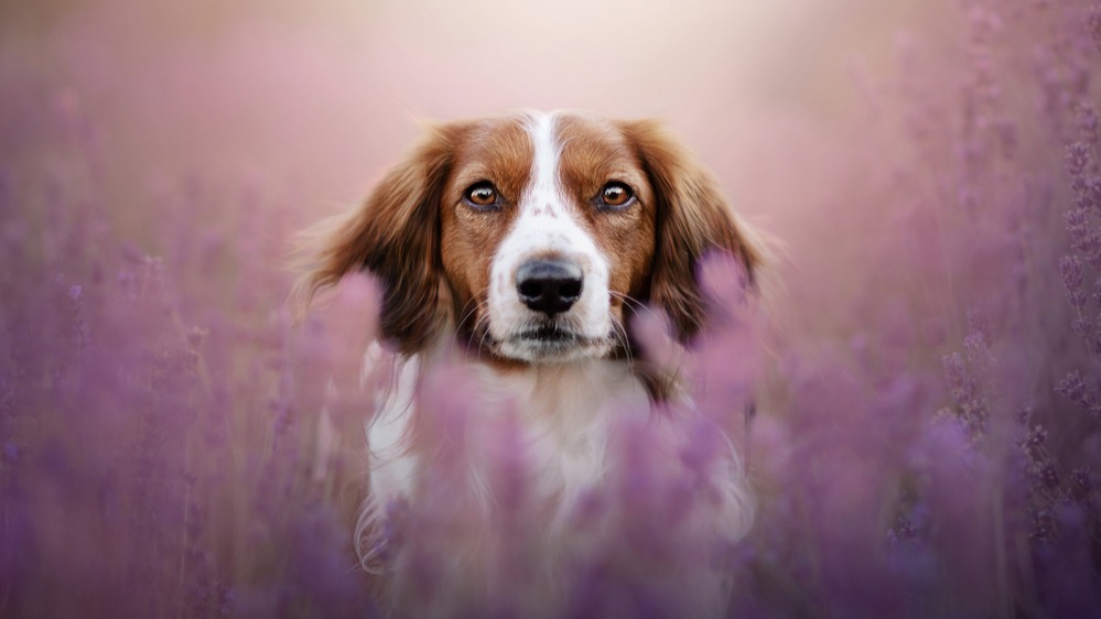 Kooikerhondje