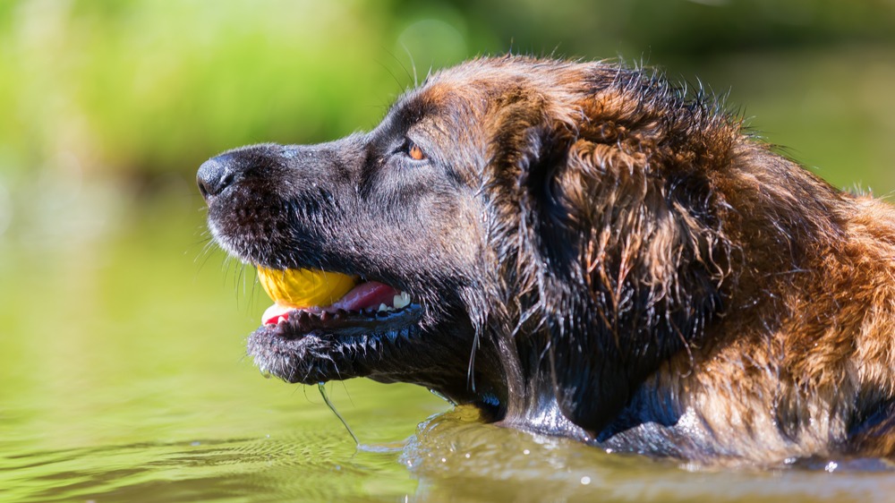 Leonberger