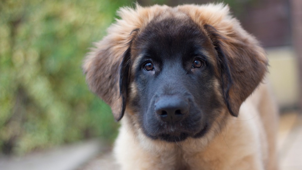 Leonberger