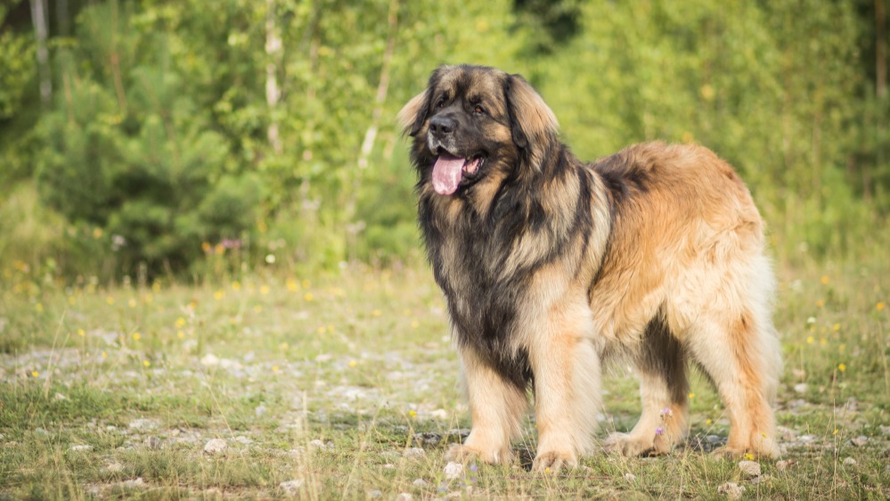 Leonberger