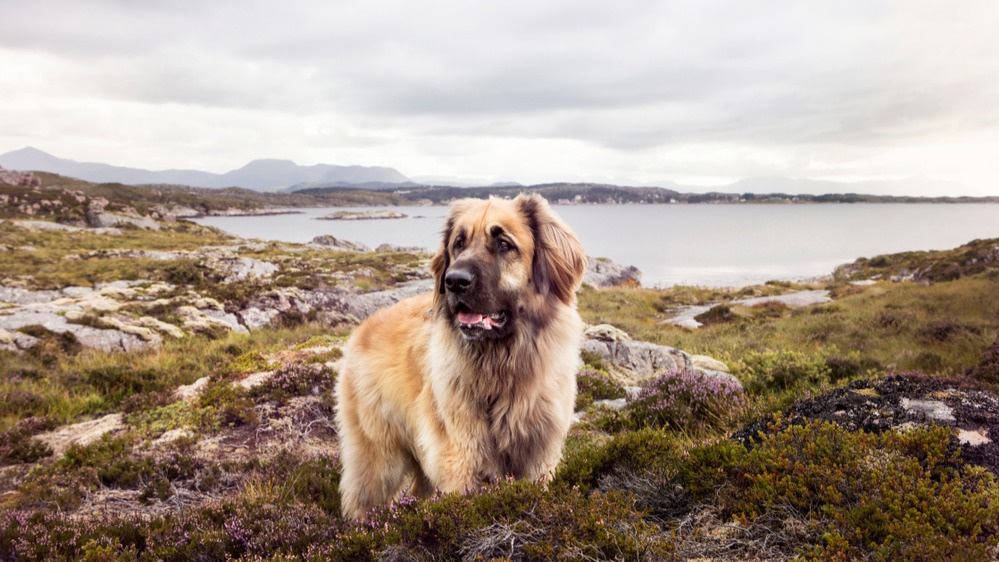 Leonberger