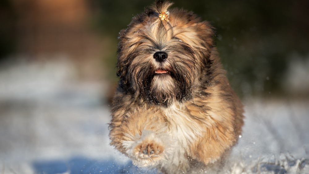 Lhasa apso