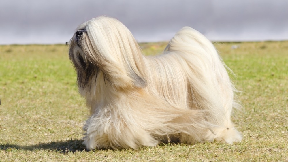 Lhasa apso