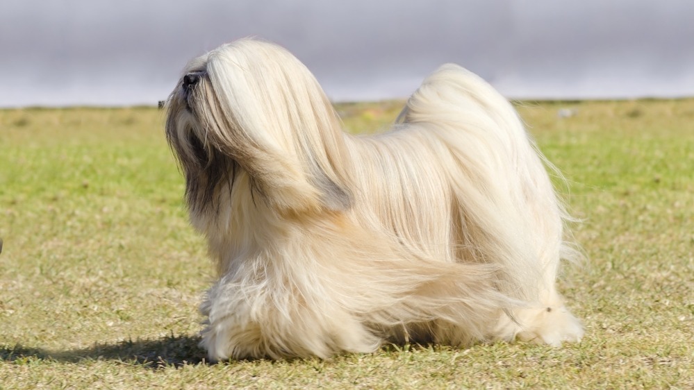 Lhasa apso