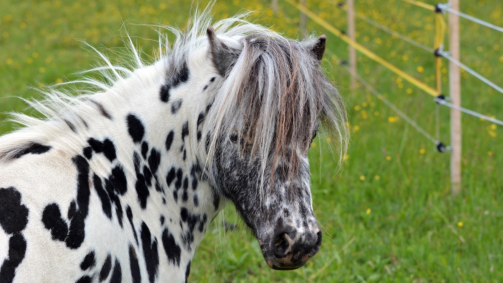 Miniappaloosa