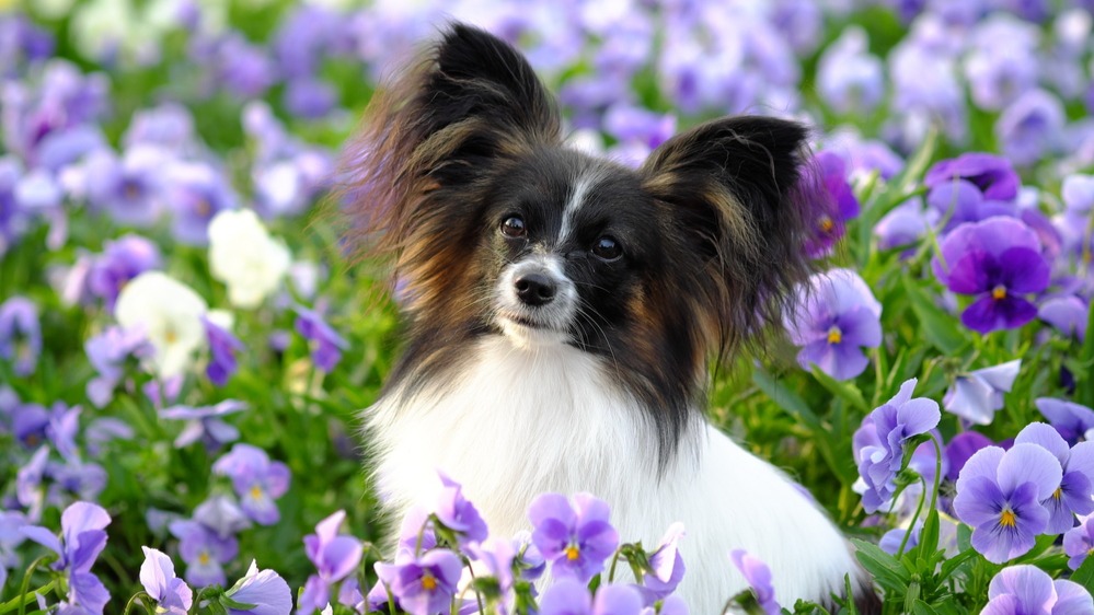 Papillon